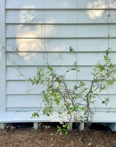 Tråd espalier med lille stjerne jasminvin, der vokser op