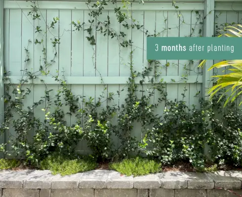 Wall Trellis Of Star Jasmine 3 måneder efter plantning