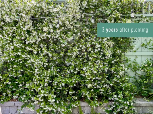 Muur van sterjasmijngroei 3 jaar na het planten in bloei