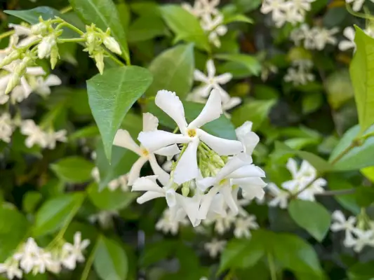 Star Jasmine - Guía de cuidado y cultivo de plantas