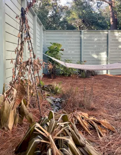 Plantas muertas tras heladas en Florida