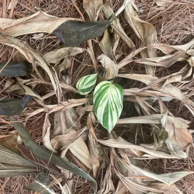 Planta variegada de gengibre crescendo novamente após congelamento