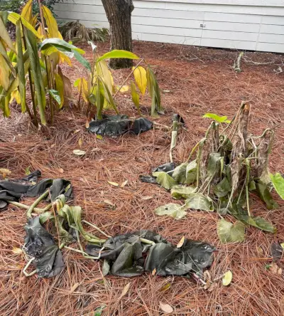 Verwelkte tropische Pflanzen nach einem Frostereignis in Florida