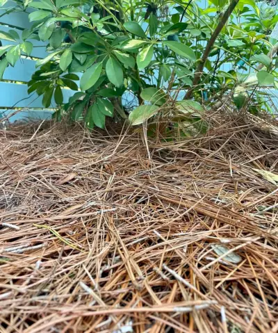 Nærbillede af Pine Barkflis Under Plant