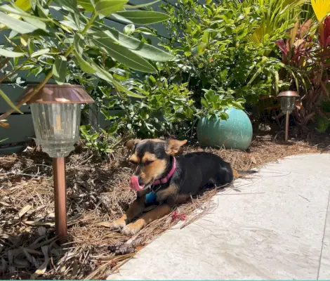 Chihuahua marrom sentado entre luzes solares de LED para passarela no pátio em arbustos