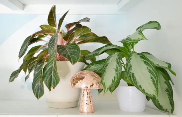 Variétés Aglaonema rose sur étagère avec champignon disco