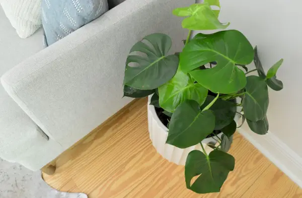 Plante d'intérieur Monstera deliciosa à côté d'un canapé gris