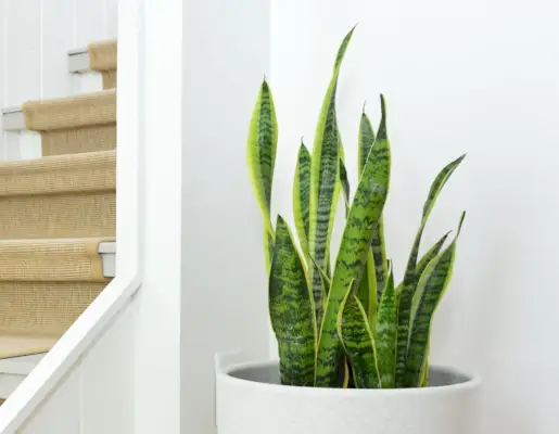 Folhas de planta cobra em vaso branco