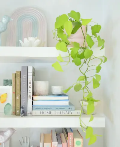 Vigne de plante d'intérieur Pothos au néon traînant sur une étagère flottante