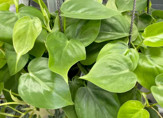 Nahaufnahme von Heartleaf-Philodendron-Blättern