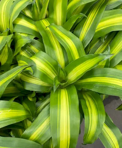 Folhas de Dracaena fragrans Massangeana Milho Polant