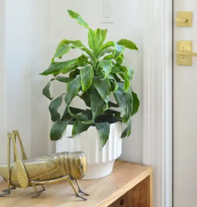 Planta de milho em vaso com gafanhoto de latão