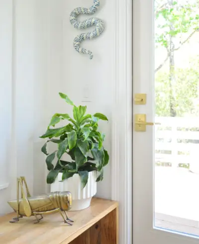 Planta de maíz en un banco de madera al lado de la puerta