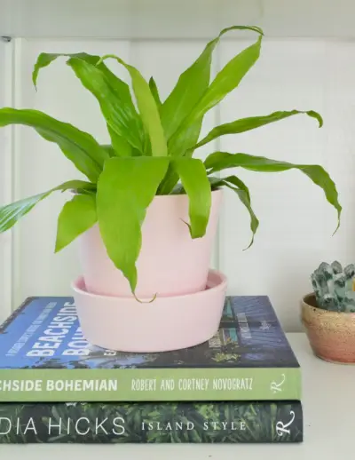 Planta de milho em destaque em vaso rosa