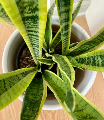 Pohled Shora Na Snake Plant