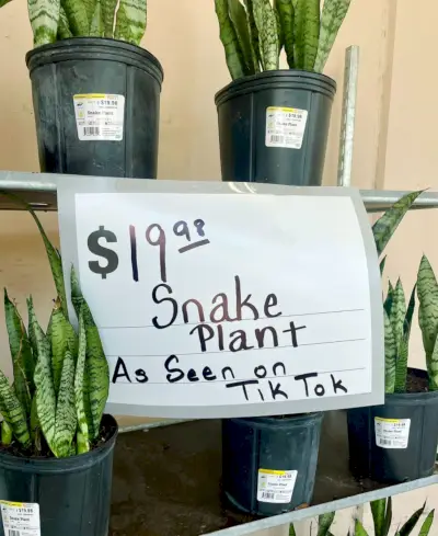 Exibição de plantas de cobra com sinal visto no Tik Tok