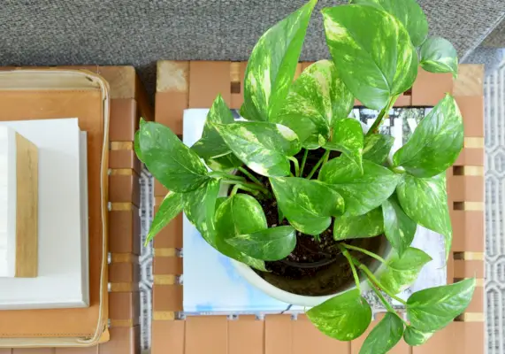 Gouden Pothos Kamerplant Overhead