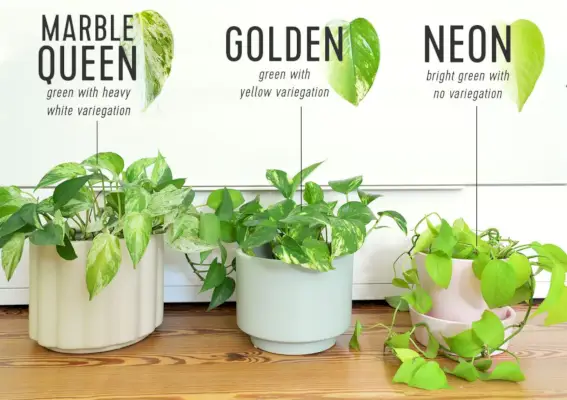 Különböző Pothos fajták egymás melletti összehasonlítása Marble Queen Golden Neon Pothos