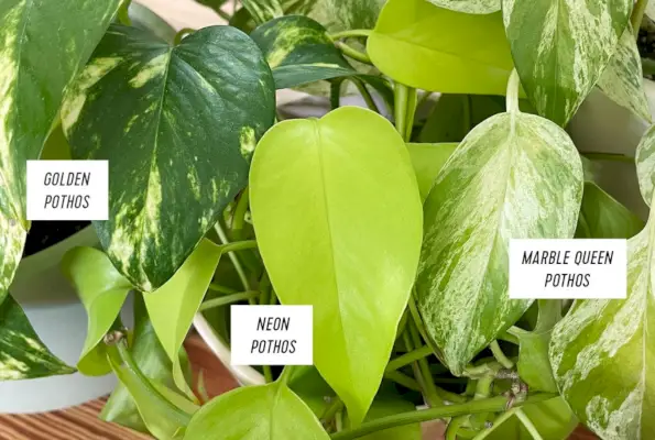 Auksinis Pothos lapas prieš neoninį Pothos lapą prieš marmurą karalienė Pothos lapas