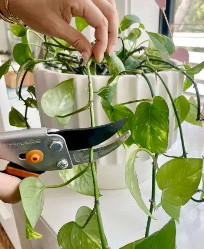 Taille à la main des pothos dorés avec des cisailles