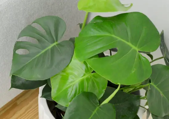 Primer pla dels forats a les fulles de la planta monstera deliciosa