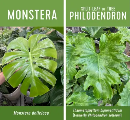 Porovnanie Monstera delicious vs filodendron s delenými listami