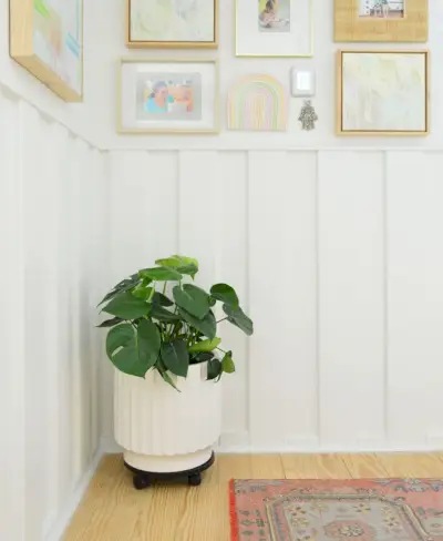 Monstera deliciosa en el pasillo con revestimiento de madera blanco y marcos para cuadros