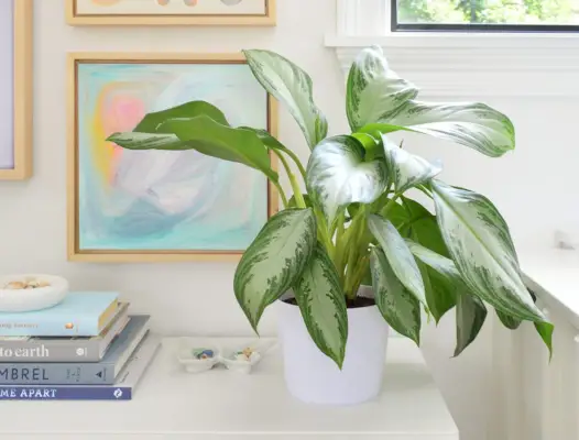 Aglaonema potteplante på hvit konsoll med kunstverk