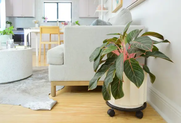 Pink Aglaonema ved siden af ​​sofaen i køkkenet