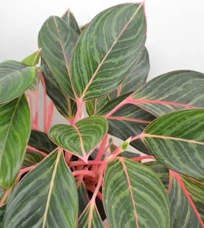 Gros plan des feuilles d'Aglaonema roses