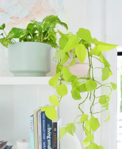 Pothos dorados junto a VIning Pothos de neón arrastrándose sobre un estante blanco