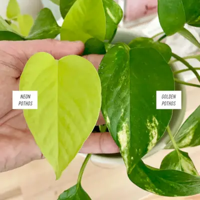 Neoninis Pothos lapas šalia Auksinio Pothos lapo