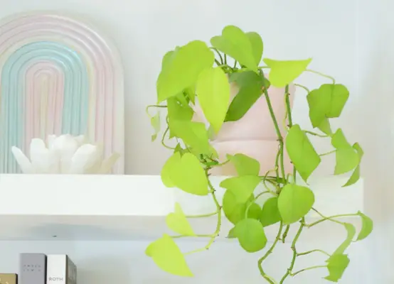 Planta de interior Neon Pothos junto al arte del arco iris