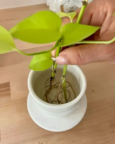 Корени във вода за размножаване на Neon Pothos