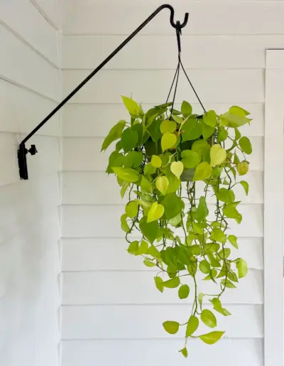 Neon Pothos utendørs hengende kurv