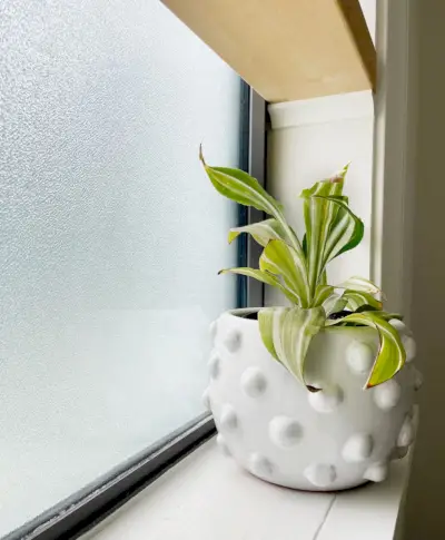 Détail de verre dépoli dans la fenêtre de la salle de bains avec plante et étagère en bois flottante