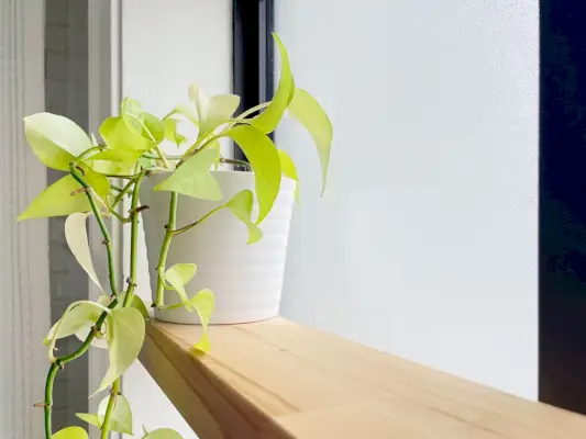 פרט, של, צמח Pothos, ב, בוצ׳ר, בלוק, צף, מדף, עץ, ב, Bathroom