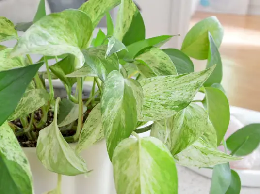 Primer plano de las hojas de Marble Queen Pothos