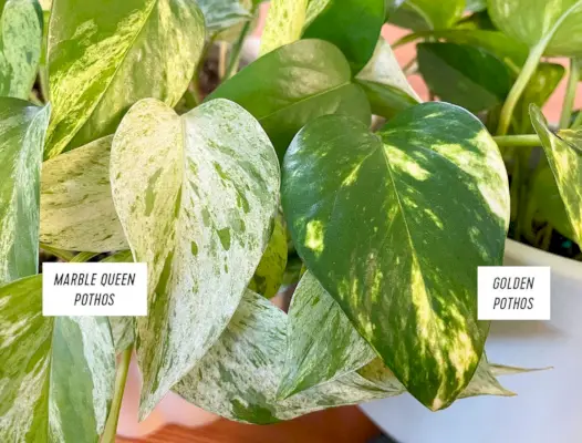 Marmor-Königin-Pothos-Blatt im Vergleich zu goldenem Pothos-Blatt