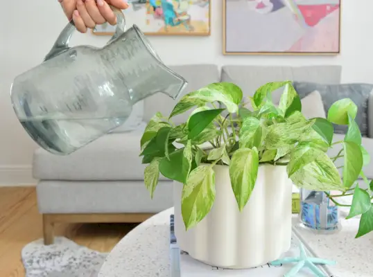 Arrosoir Verser De L'Eau Dans La Reine Pothos En Marbre