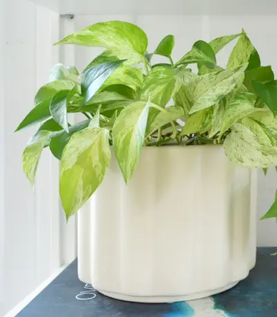 Marmorkönigin Pothos im weißen Topf