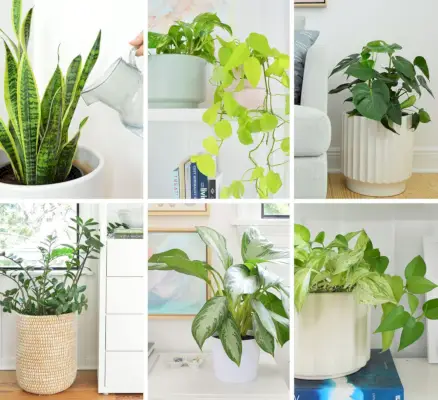 Collage de guías para el cuidado de plantas de interior