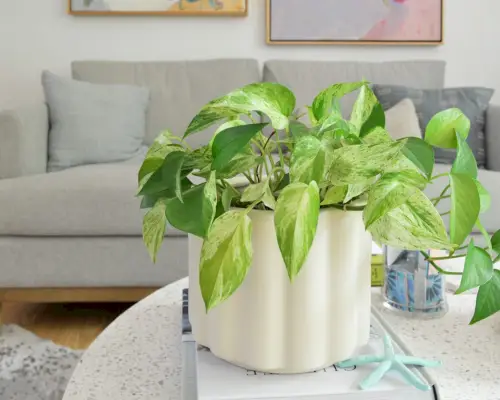 Marble Queen Pothos – Vodič za njegu biljaka