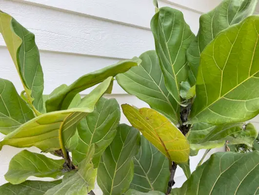 Zblízka Fiddle Leaf Fíkových Listů