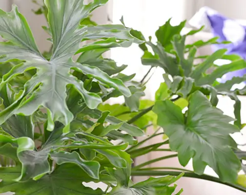 Philodendron, arbre à feuilles fendues, gros plan