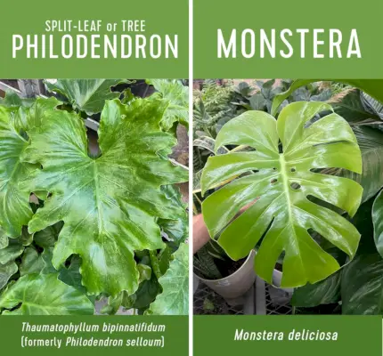 Split Leaf Tree Philodendron vs. Monstera nebeneinander im Vergleich