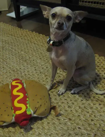 Burger-Hotdog3