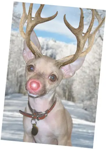 Christmasrudolph-Burger-Holiday-Card-Copy