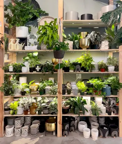 Prateleiras com plantas de casa na Plant House em Mount Pleasant Charleston, Carolina do Sul