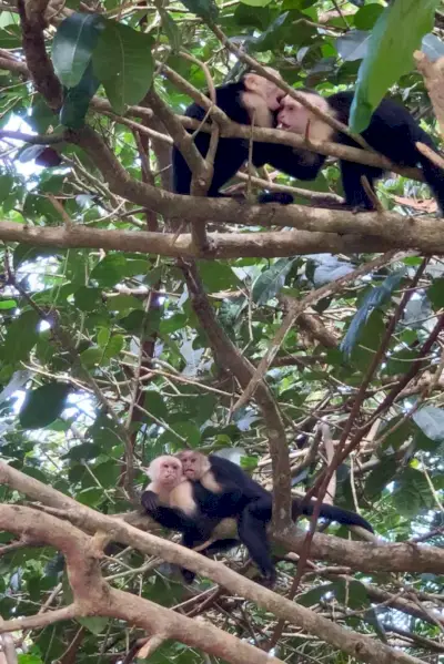 Billeder af aber, der leger i træet i Costa Rica